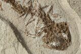 Fossil Salamander (Chelotriton) - Gračanica, Bosnia #301890-2